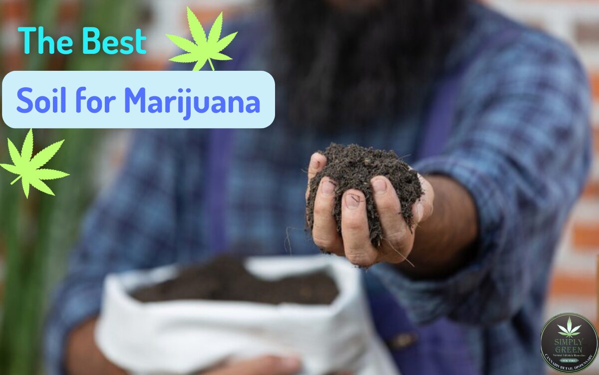 Best Soil for Marijuana Plants: A Consumer's Guide to Cultivation Quality