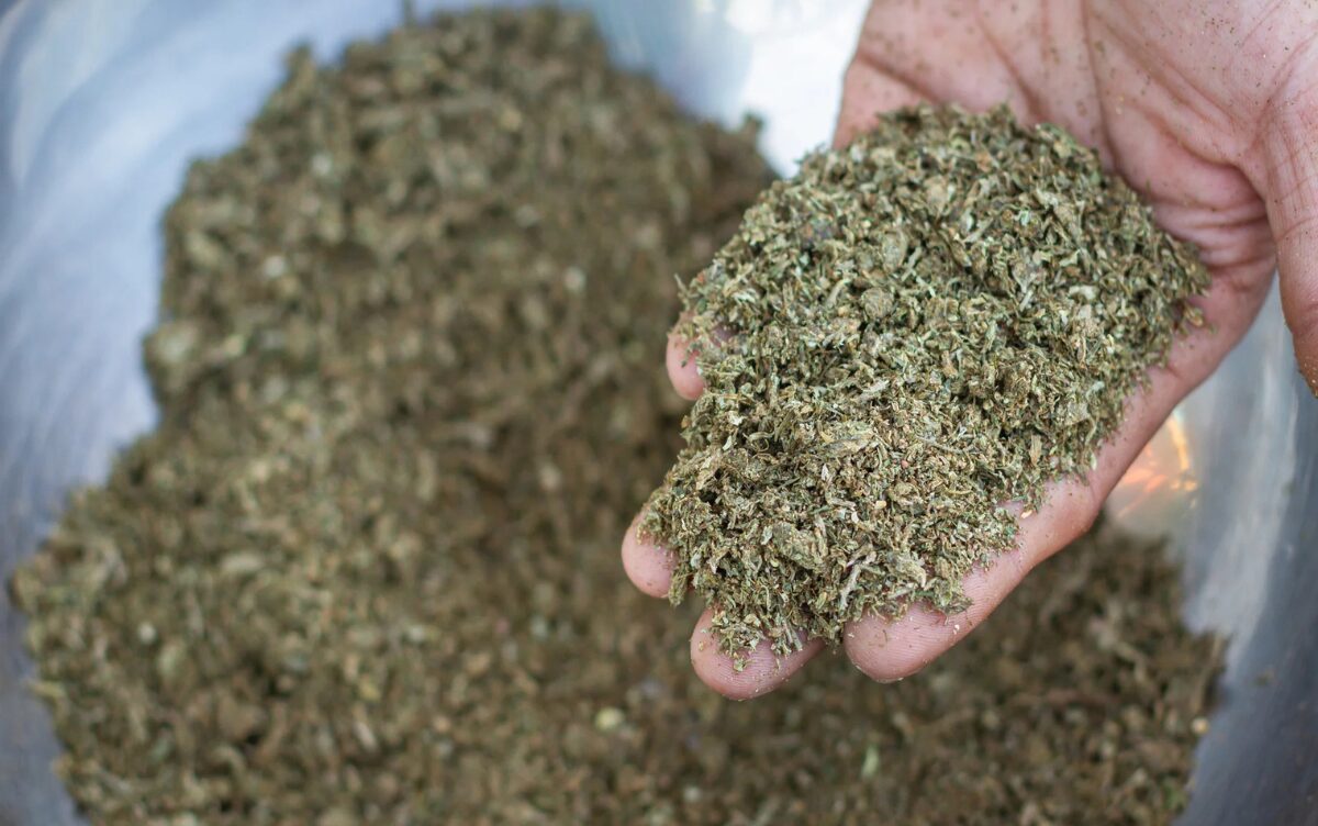Pre-ground cannabis flower in a dispensary container